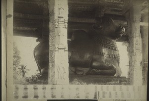 (Shiva). Sacred Bull in Tanjore
