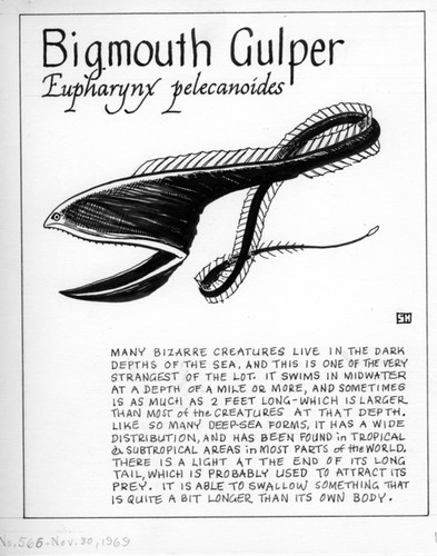 Bigmouth gulper: Eurypharynx pelecanoides (illustration from "The Ocean World")