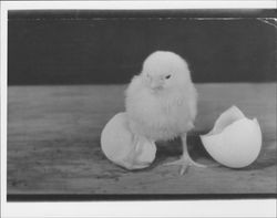 This brand new chick perfectly symbolizes Petaluma's slogan, "The egg basket of the world."