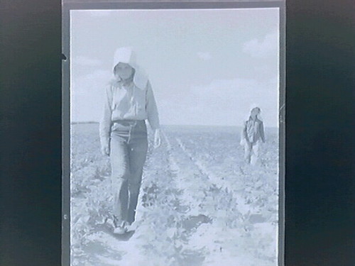 S. Dakota People in fields