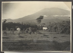 Mount Meru from Arusha, Tanzania, ca.1932-1940