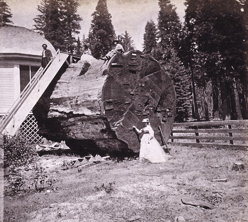 878. Section of the Original Big Tree, Diameter 30 feet; Calaveras County