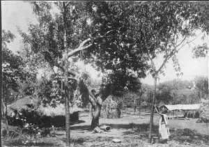 Caoutchouc plantation, Gonja, Tanzania, ca.1900-1913