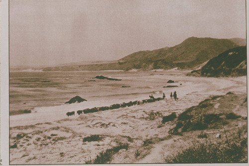 Driving cattle in Malibu along the beach appearing in an article for "Pictorial California Magazine."