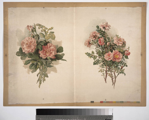 [Proof sheet of roses printed on satin]