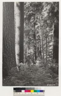 Placerville Quadrangle, California. Sugar pine-fir virgin timber near Michigan California logging camp. Pinus lambertiana on left, Pseudotsuga taxifolia on right foreground. Reproduction mostly Abies concolor