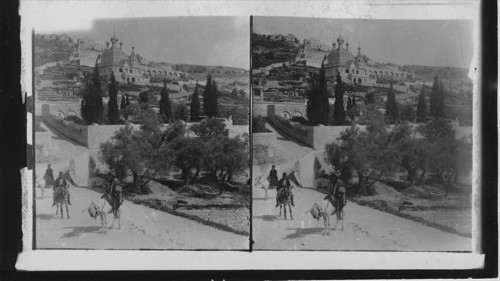 The Garden of Gethsemane and Mt. of Olives, Palestine