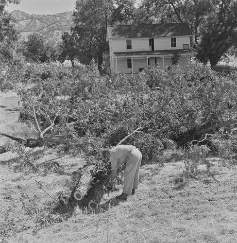 Worker and felled oak tree in front of McGinnis home, Monticello, Berryessa Valley