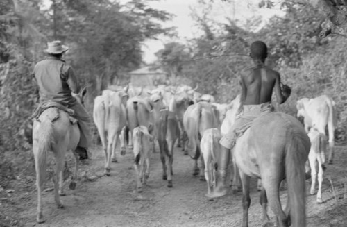 Man and boy herding cattle along a road, San Basilio de Palenque, 1977