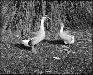 Pair of African Geese at the Los Angeles Zoo, 1930