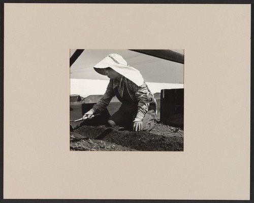 Number 47 - Group 3. March 27, 1942, Near Centerville, California. Japanese farm woman transplanting tomatoes (Plants) in growing bed. This is an operation in which the Japanese farmers are very skillful
