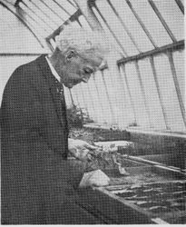Luther Burbank working in his greenhouse in Santa Rosa, about 1920