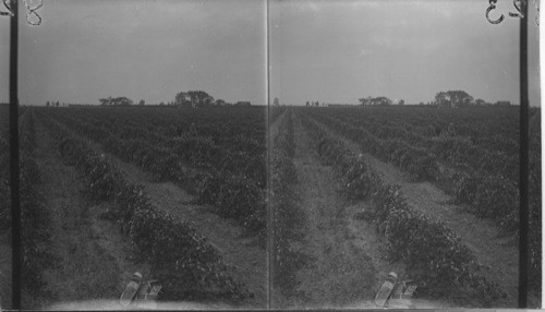 Vineyards, Carpenter Bros. Fruit Farm, Ont