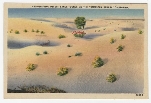 Shifting desert sands: dune on the "American Sahara", California