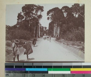 Travelers on road through rain forest, Madagascar, 1901