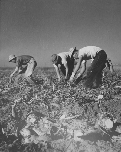 [Former incarcerees from Los Angeles pulling beets in field near Milliken, Colorado]