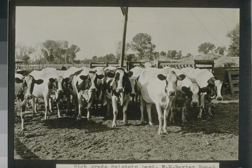 #229, High grade Holstein herd. F. E. Baxter Ranch. The production of these cows during the summer of 1921 averaged 80 gallons per day for 20 head