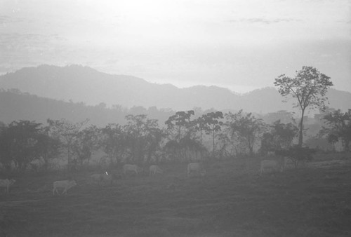 Cattle herd grazing on the hills, San Basilio de Palenque, 1976