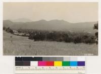 South of Kelseyville, Lake County. Looking northeast, Mt. Konocti in background. Foreground; cultivated, grassy woodland. Background: chamise, mixed brush, brushy woodland containing Douglas fir and western yellow pine
