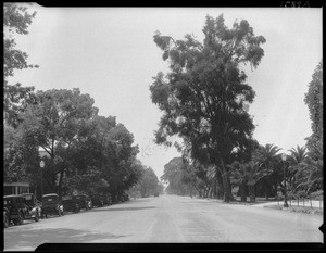 Holt Ave., Pomona, where giant eucalyptus trees tower above the wide highway, 1929