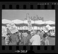 Striking meat cutters picketing outside a Lucky supermarket in Los Angeles, Calif., 1973