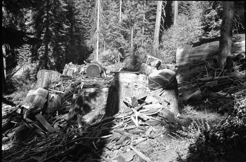 Logging, Redwood Mountain Grove. Individual unidentified