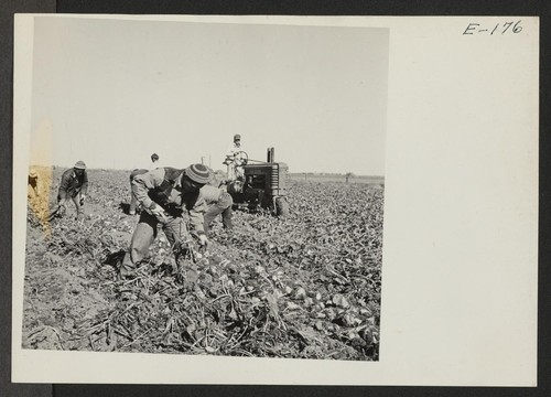 Volunteer evacuee beet workers from the Granada Relocation Center working in a field near Prospect, Colorado. Photographer: Parker, Tom Prospect, Colorado