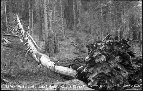Fallen Gaint Sequoias, fallen sequoia 288 feet long