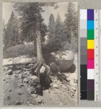 White fir (12" tree) (Abies concolor) root system exposed by highway building cut. Roots over granite rocks. Between Pyramid Creek and 35-mile Public Camp Ground. Creek off to right. Placerville road to Tahoe. 7-9-41. E.F