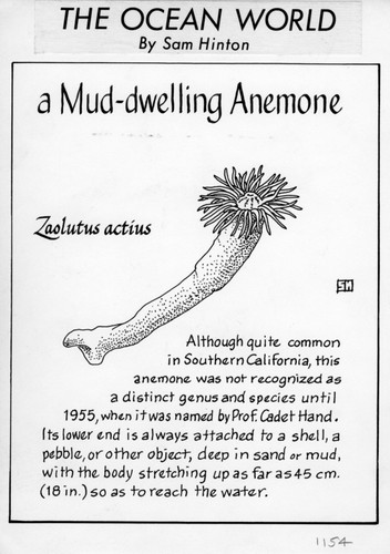 A mud-dwelling anemone: Zaolutus actius (illustration from "The Ocean World")