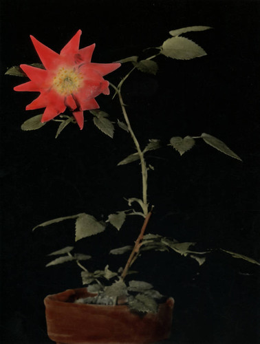 Feu Joseph Looijmans (Looymans) x Rose gigantea hybrid