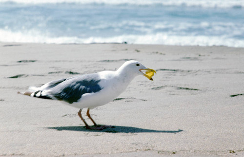 Seagull at the ocean