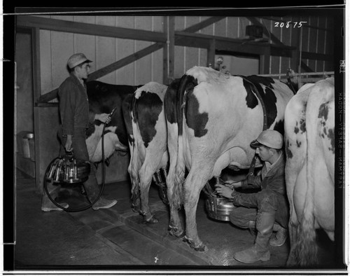 Electric milking machines in use at the DeVierra Dairy (Bill & Joe) in Artesia