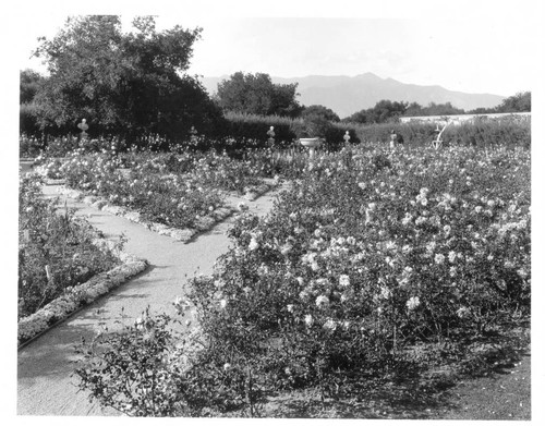 Rose garden, circa 1918