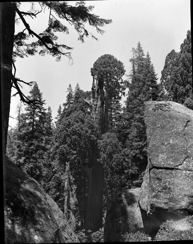 Giant Sequoias, Sequoia with low branch turned up to form new crown, near junction of Sequoia Saddle Trail and Wolverton cut-off trail