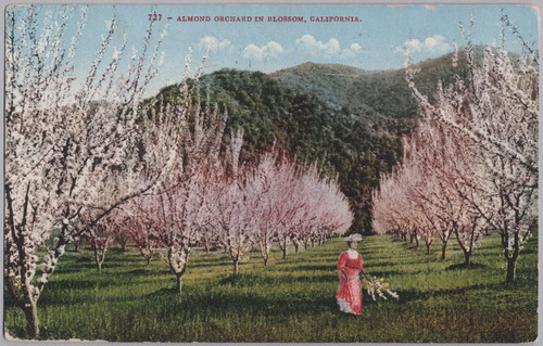 Almond Orchard in Blossom, California, 1913