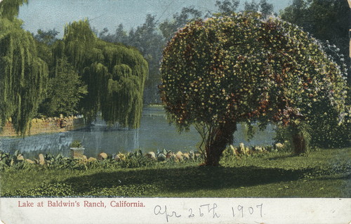 Postcard of Lake at Lucky Baldwin's Ranch--Lake and Trees