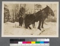 Skidding with horses. The upper portion of the skidding tongs show well in the print. At the time the photo was taken the snow was a little too deep so that the work was harder than usual