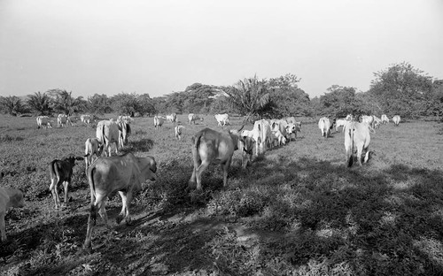 Cattle roaming in a field, San Basilio de Palenque, 1976