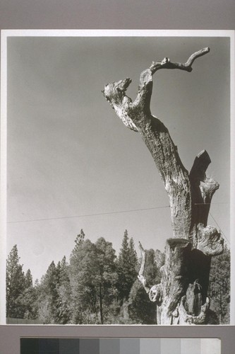 Hangman's Tree. Second Garotte. 1951