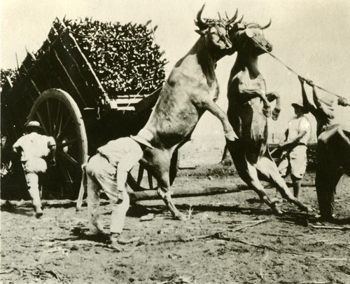 721. Cuba: accident with an ox cart load of cane