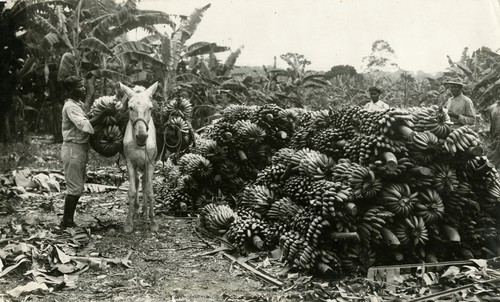 532. Costa Rica: mules bringing fruit to railway platform for shipment