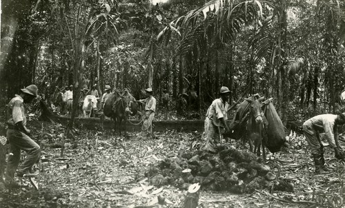 522. Costa Rica: planting bananas near Port Limon