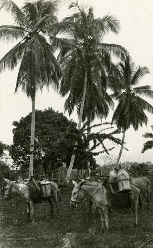 514. Costa Rica: coconut trees, the mango and calabash tree, near Port Limon