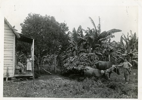 527. Costa Rica: bringing bananas to the shipping station by light railway