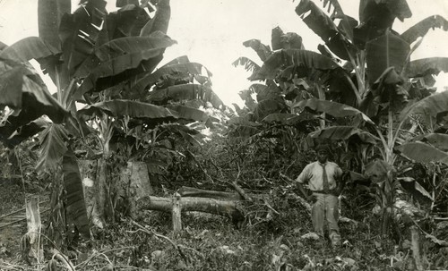 521. Costa Rica: new banana plantation