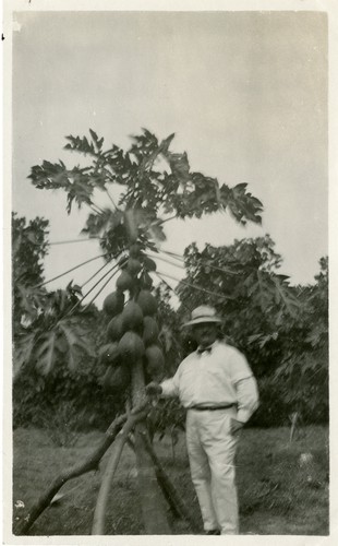 505. El Salvador: papaya tree with an official