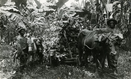 529. Costa Rica: ox drawing bananas to the shipping station