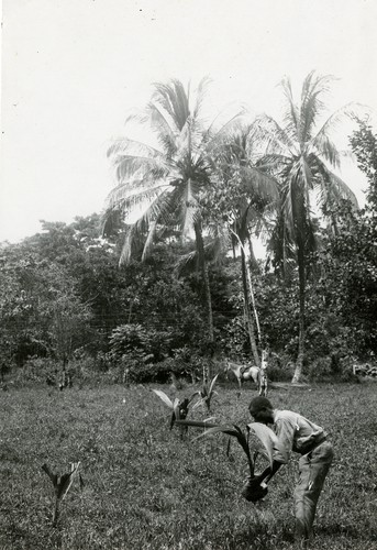 515. Costa Rica: planting coconuts near the seashore