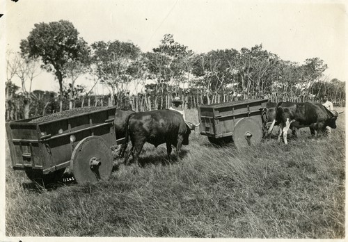 544. Costa Rica: hauling the coffee cherries to the beneficio